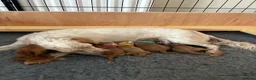 Cocker Spaniel dogs for sale: KC registered Working Cocker bitch pups - Advert 17
