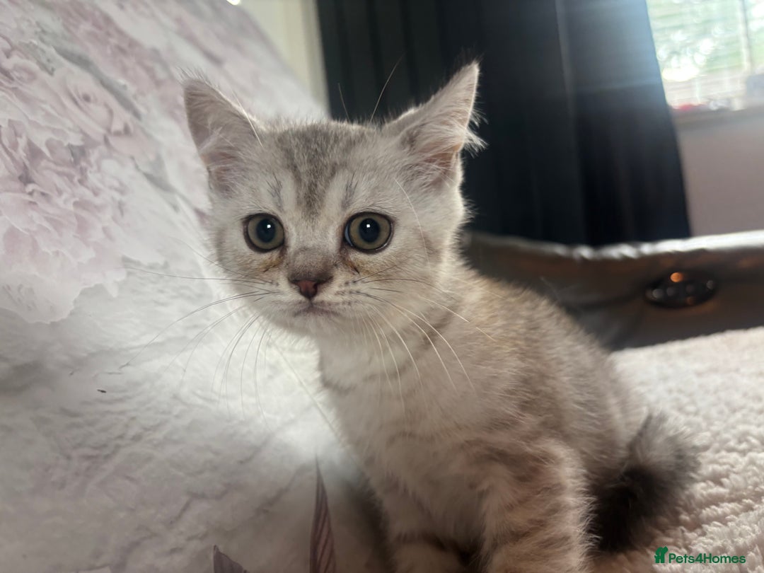 British Shorthair cats for sale: 1 BSH colour point & 4 rainbow BSH Chinchillas - Image 22