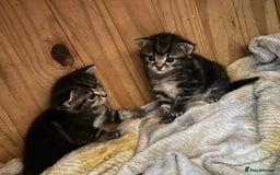 Domestic Shorthair cats for sale: 4 beautiful kittens - Image 2