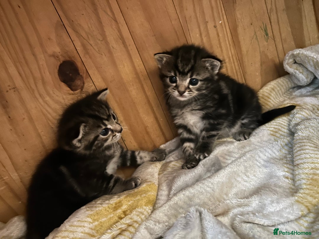 Domestic Shorthair cats for sale: 4 beautiful kittens - Image 2