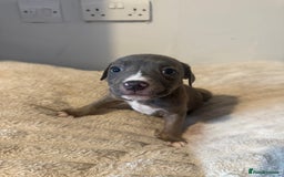 Mixed Breed dogs for sale: 7 Gorgeous Lurcher x Pocket Bully Pups  - Advert 14