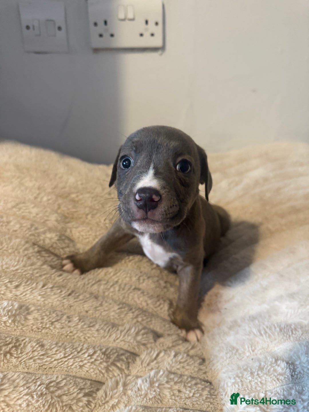Mixed Breed dogs for sale: 7 Gorgeous Lurcher x Pocket Bully Pups  - Advert 14