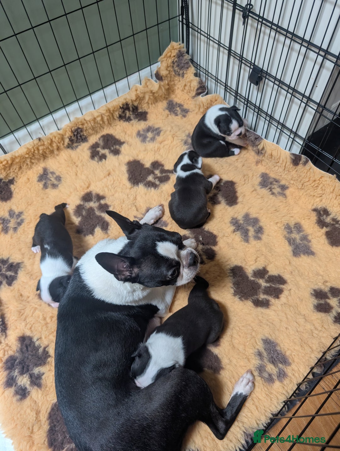 Boston Terrier dogs for sale: Beautiful Boston Boys Ready for Forever Homes - Image 10