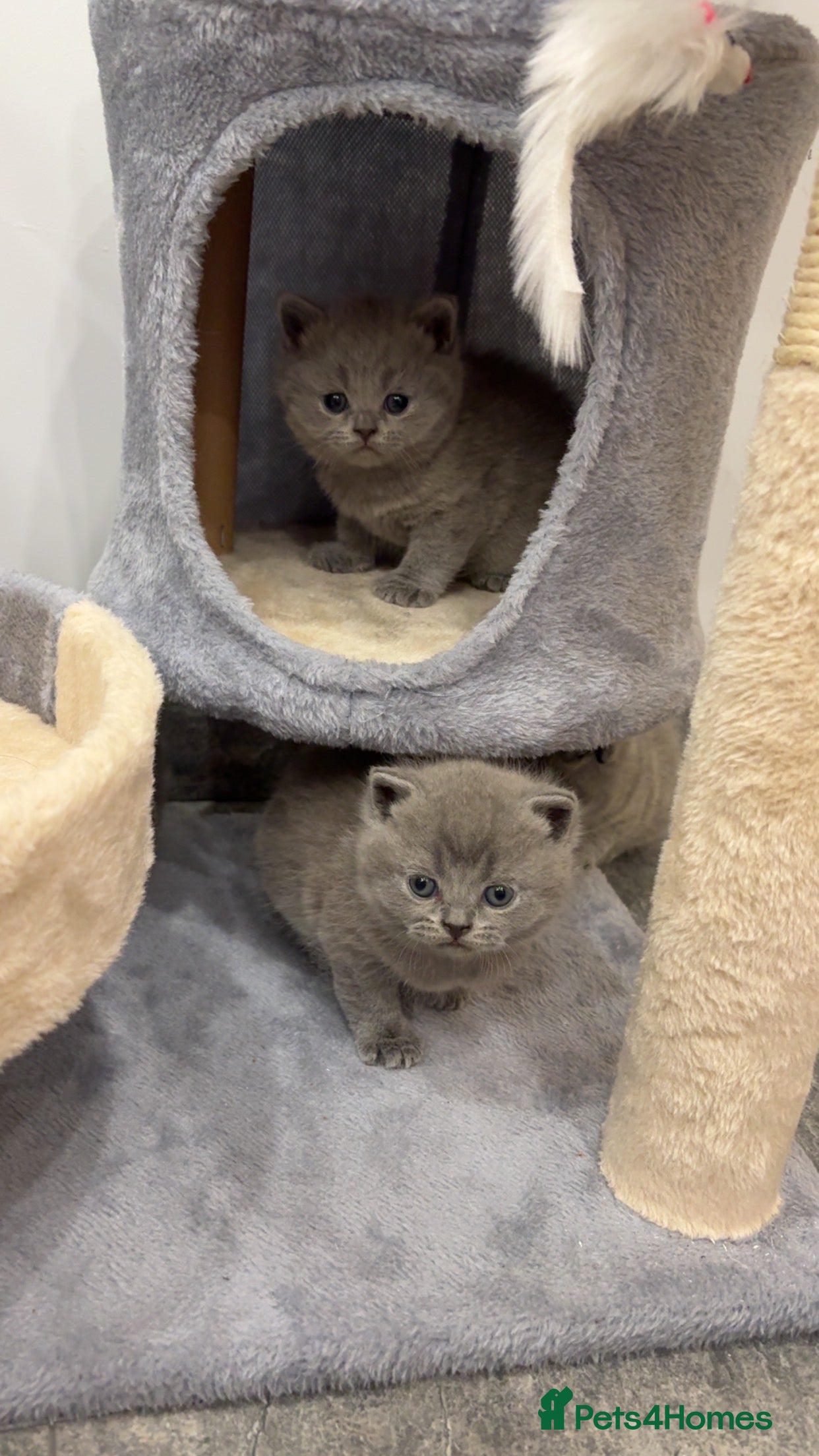 British Shorthair cats BSH kittens for sale from pedigree parents - Advert 7