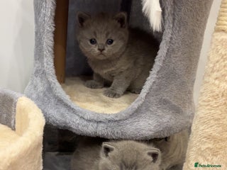 British Shorthair cats BSH kittens for sale from pedigree parents - Advert 8