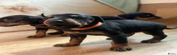Dobermann dogs for sale: KC registered Doberman puppies  in Doncaster - Advert 3