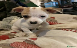 Mixed Breed dogs for sale: stunning little chishi  - Image 1
