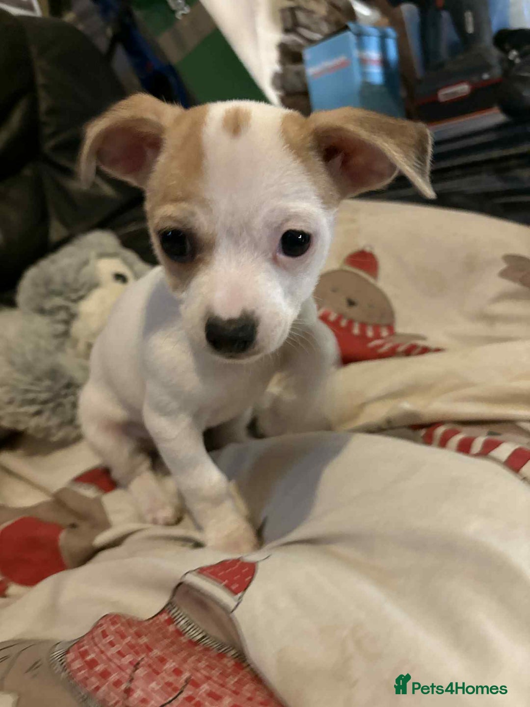 Mixed Breed dogs for sale: stunning little chishi  - Image 1