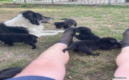 Borador dogs for sale: Beautiful Collie x Labrador Puppies - Image 12