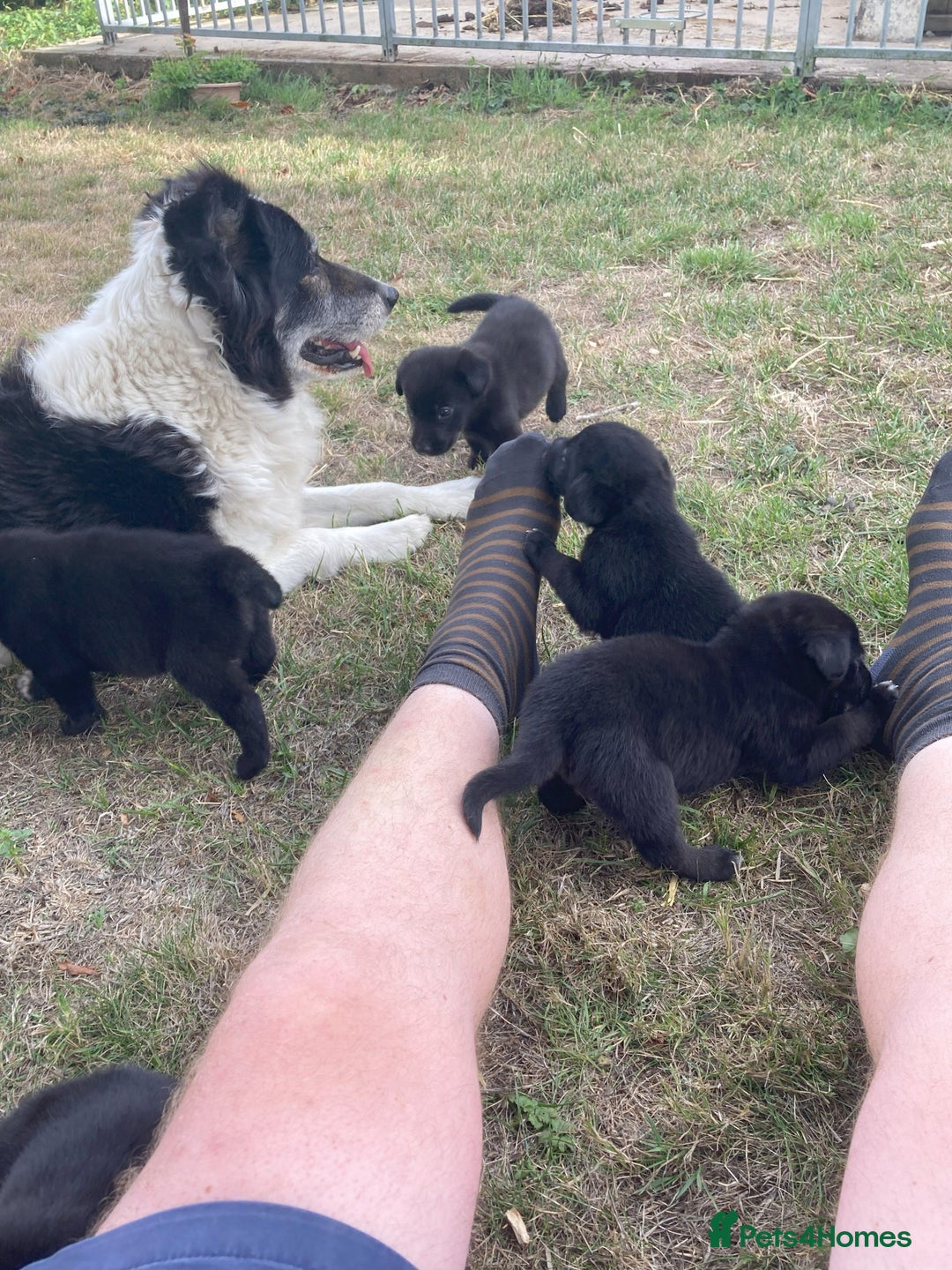 Borador dogs for sale: Beautiful Collie x Labrador Puppies - Image 12