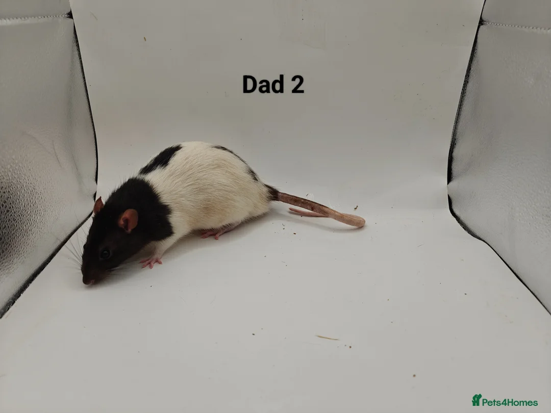 Rat rodents for sale: 🐀June Rats Are Here!🐀 - Advert 7