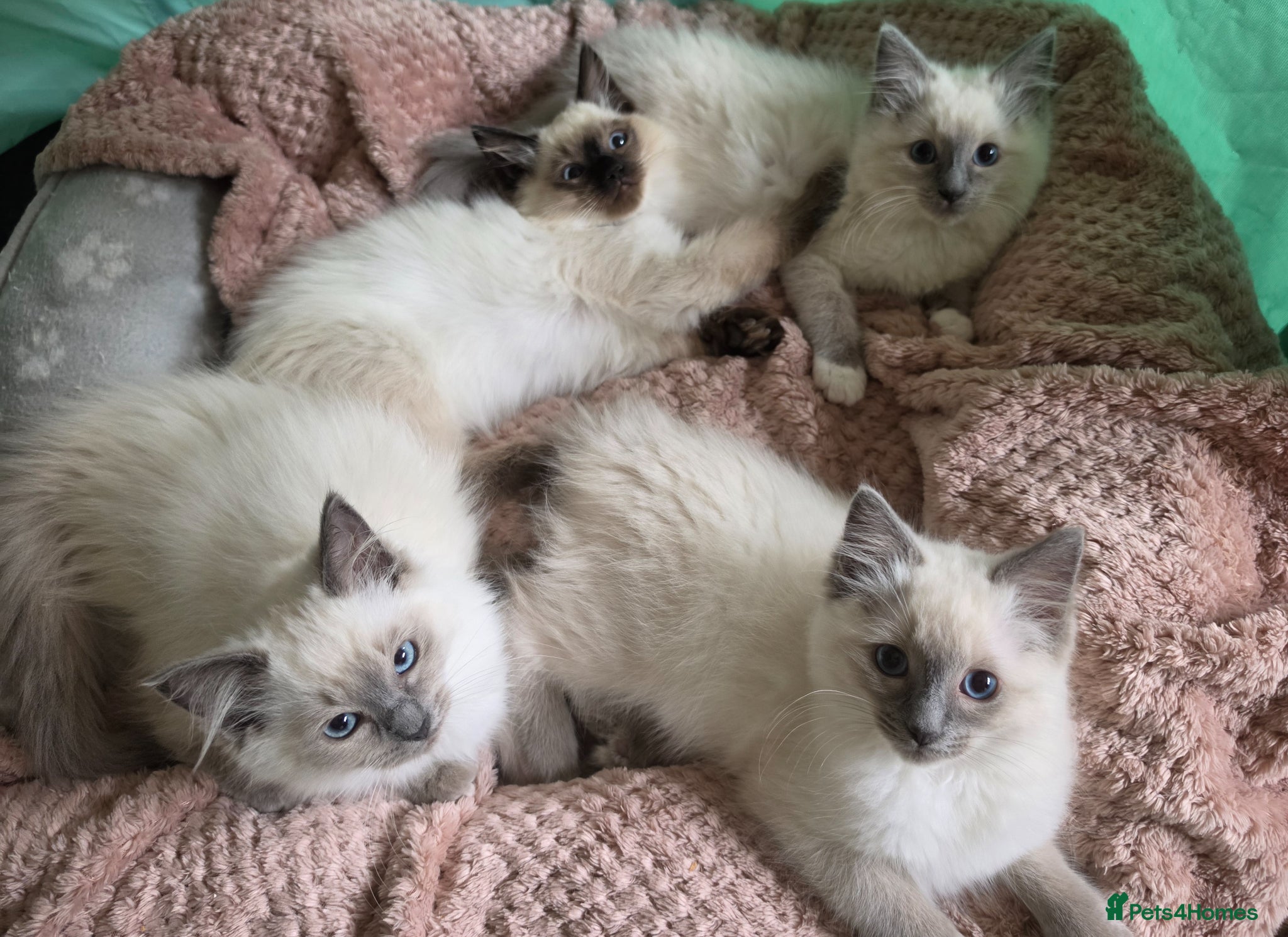 Ragdoll cats 💖💖Stunning GCCF Registered Girls 💖💖 - Advert 17