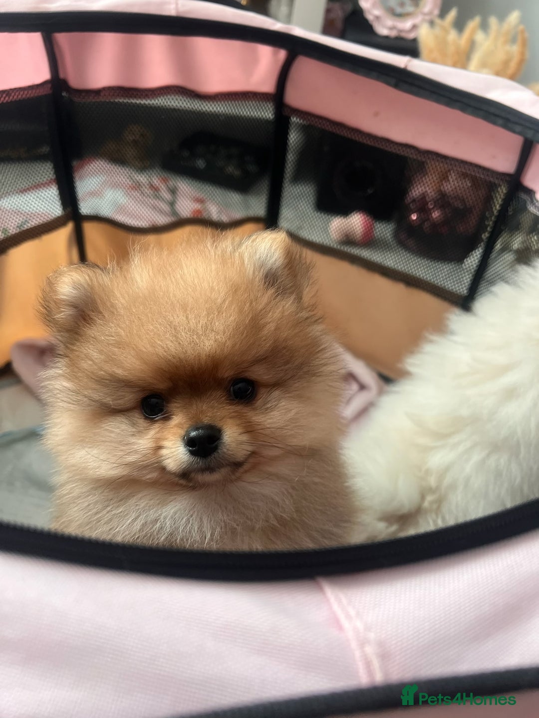 Pomeranian dogs for sale: Beautiful ** Pomeranian puppies  - Advert 17