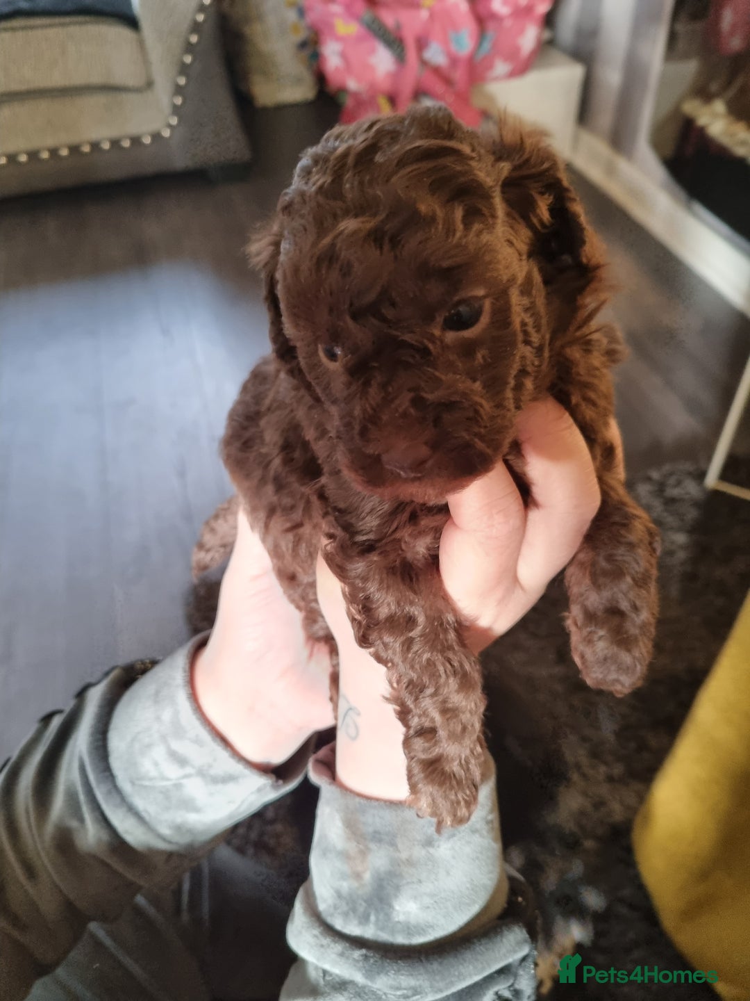 Poodle dogs for sale: Poodle's - Advert 4