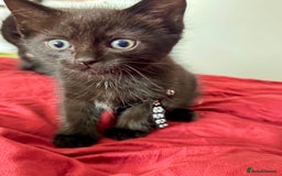 Ragdoll cats for sale: Ready now Ragdoll cross fluffy kittens 🐈‍⬛  - Image 5