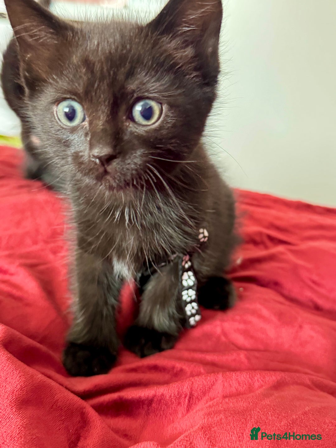 Ragdoll cats for sale: Ready now Ragdoll cross fluffy kittens 🐈‍⬛  - Image 5