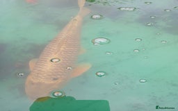 Koi Carp fish for sale: 5 large pond fish - Image 7