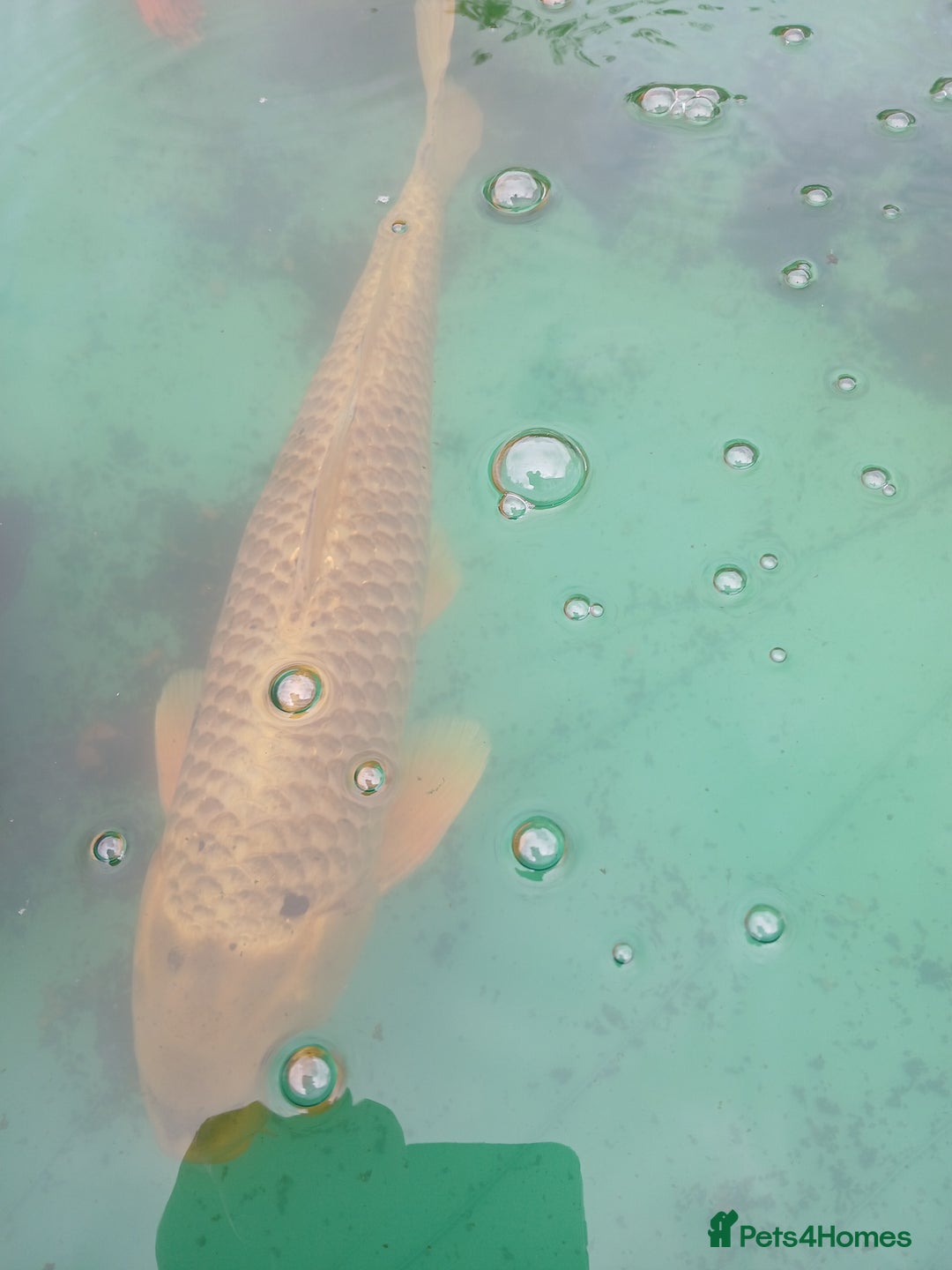 Koi Carp fish for sale: 5 large pond fish - Image 7