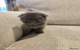 Scottish Fold cats for sale: Playful Scottish Fold & Straight Kittens for Sale! - Image 3