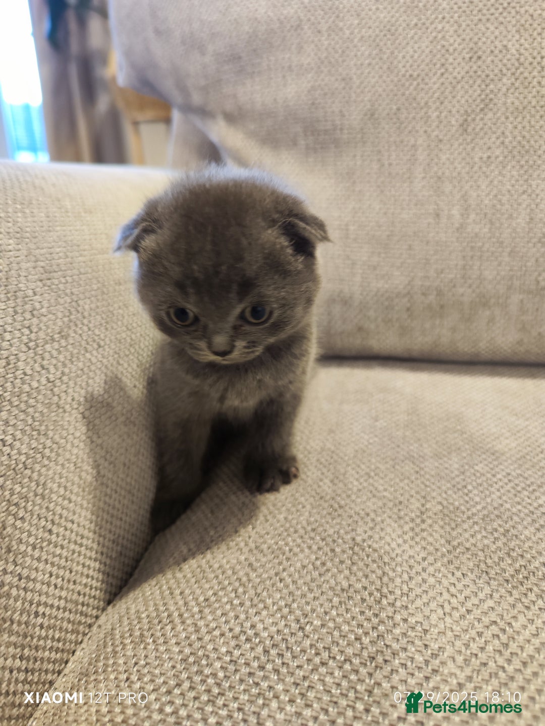 Scottish Fold cats for sale: Playful Scottish Fold & Straight Kittens for Sale! - Image 3