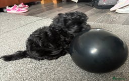 Maltipoo dogs for sale: Miniature F1 Maltipoo puppy - Image 1