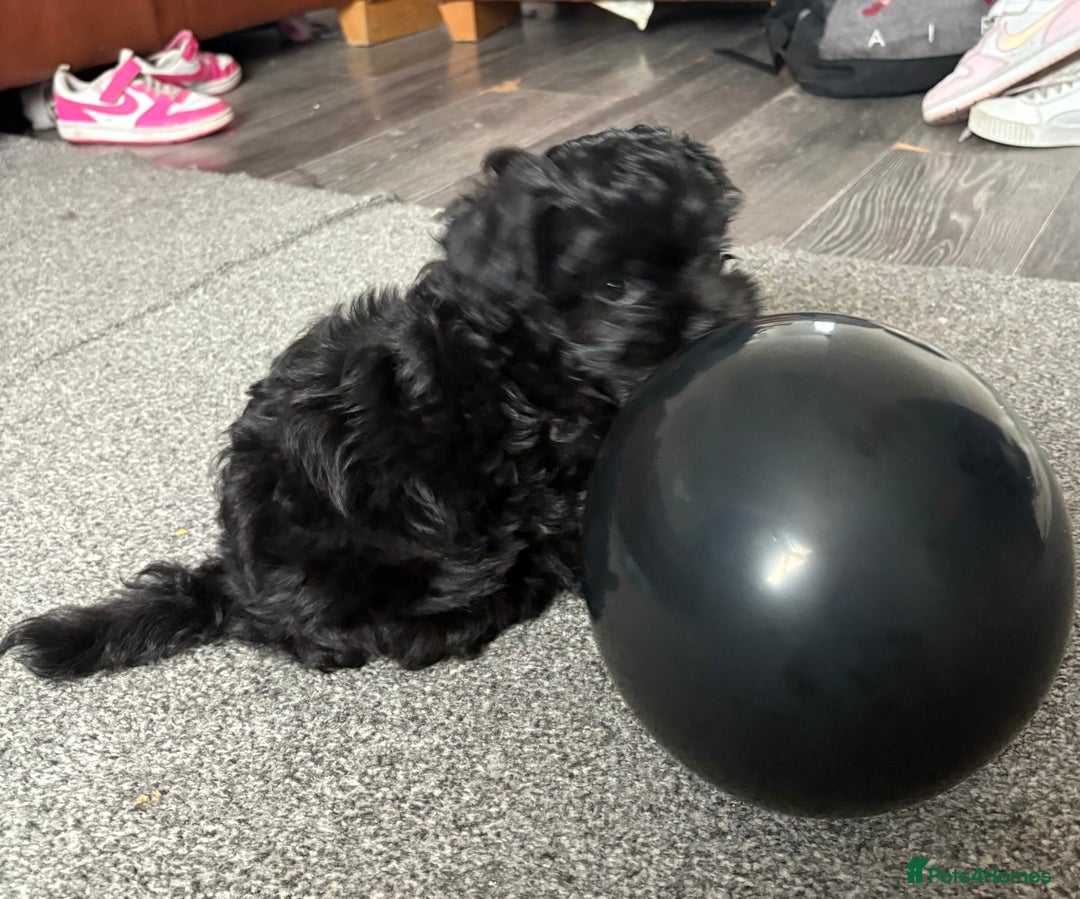 Maltipoo dogs for sale: Miniature F1 Maltipoo puppy - Image 1