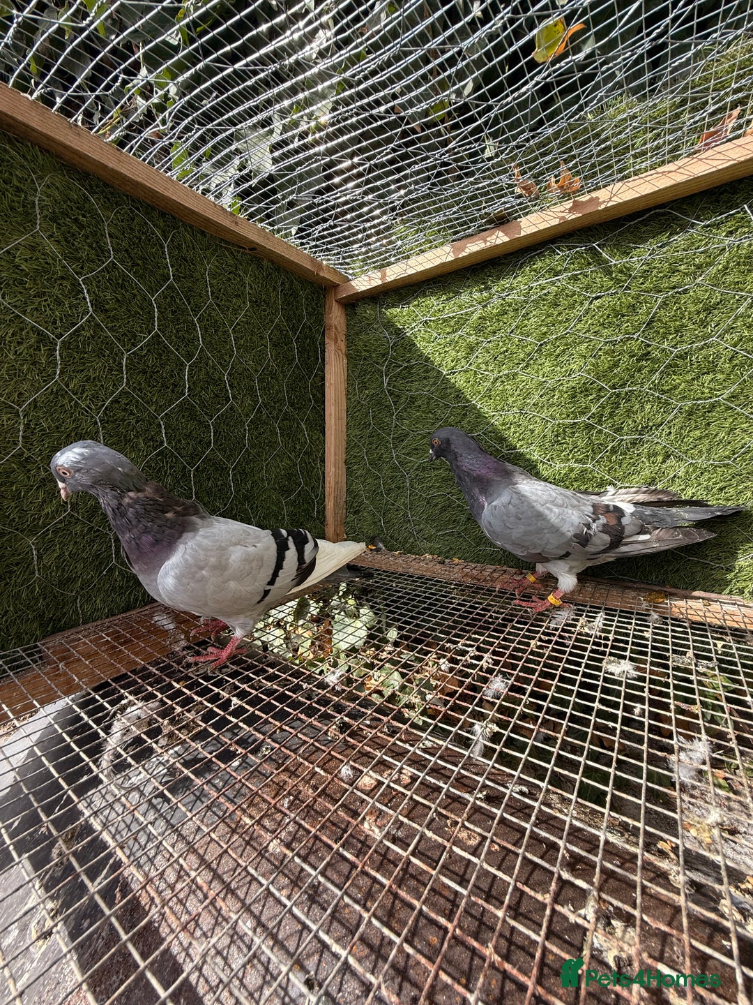 Pigeons birds for sale: Pigeons for sale - Image 21