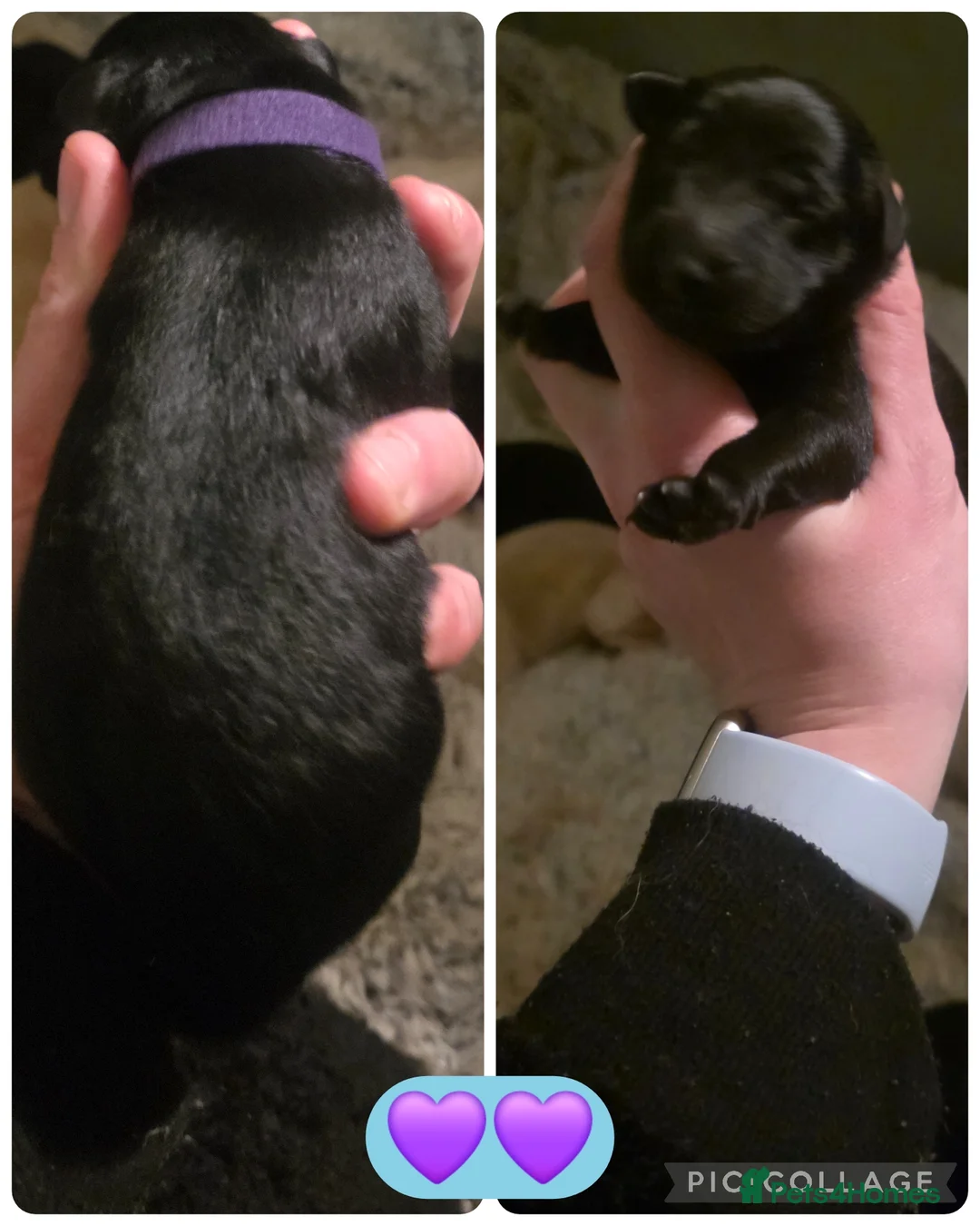 Mixed Breed dogs for sale: Shepador... German Shepherd x Labrador Puppies 🐶  - Advert 7