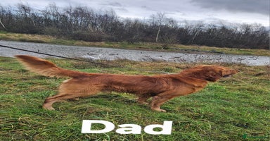 Golden Retriever dogs - Advert 16