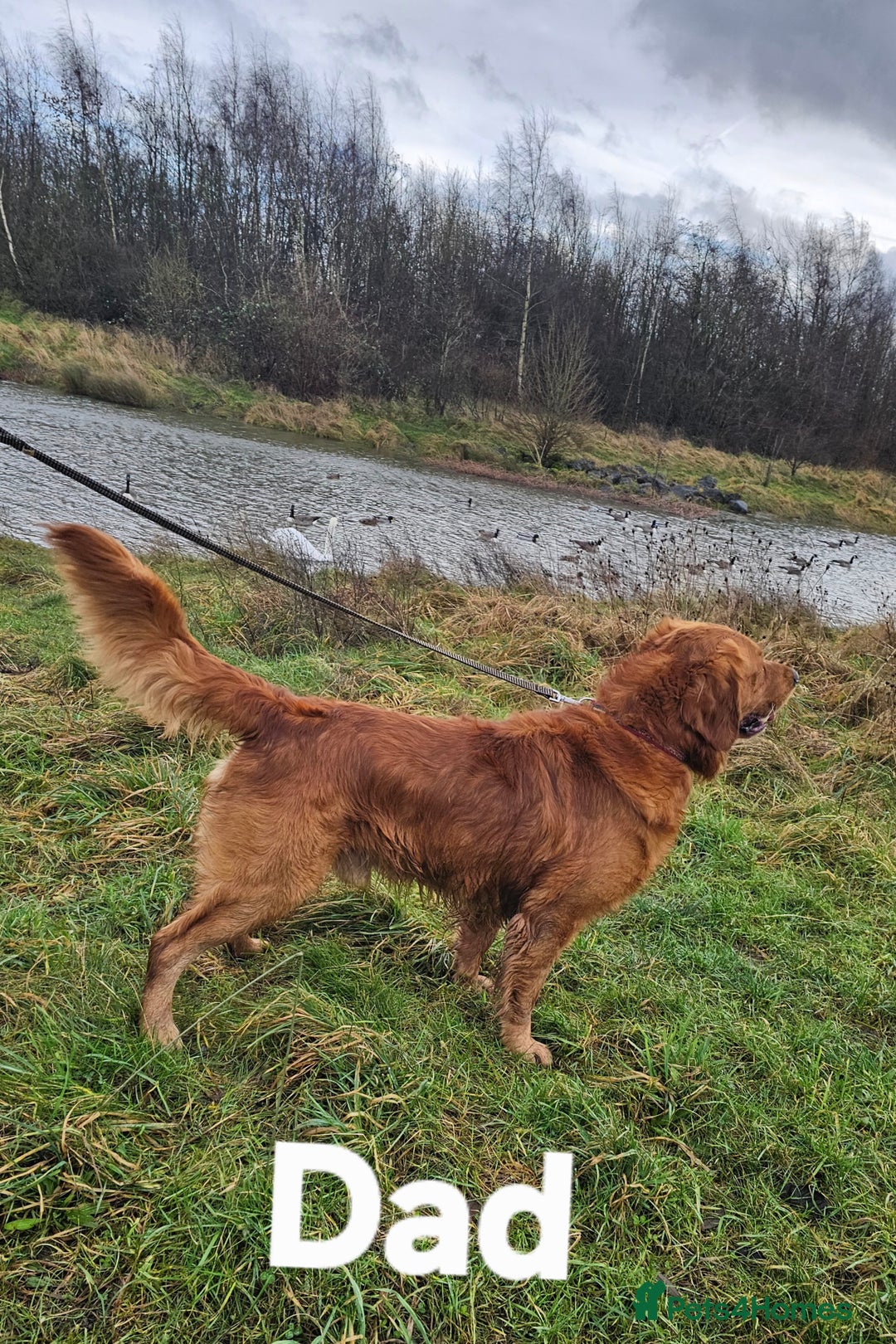 Golden Retriever dogs for sale: KC registered pedigree Golden Retriever pups - Image 3