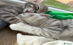 British Shorthair cats for sale: Full BSH kittens ready to leave now, 14 weeks old - Image 18