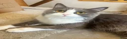 British Longhair cats for sale: beautiful British long hair cat - Advert 1