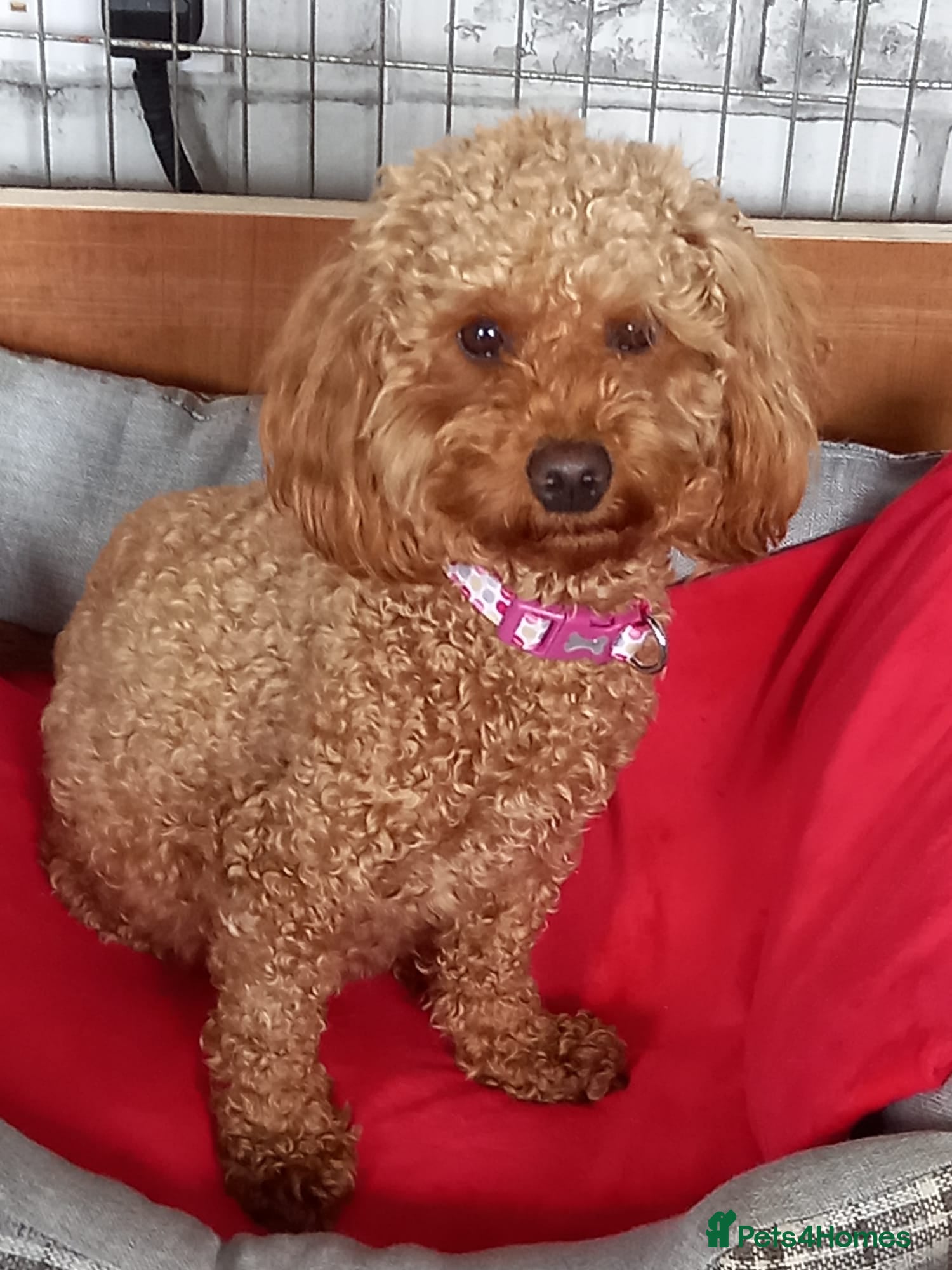 Maltipoo dogs Lady's litter  - Advert 4