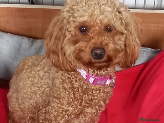 Maltipoo dogs Lady's litter - Advert 1