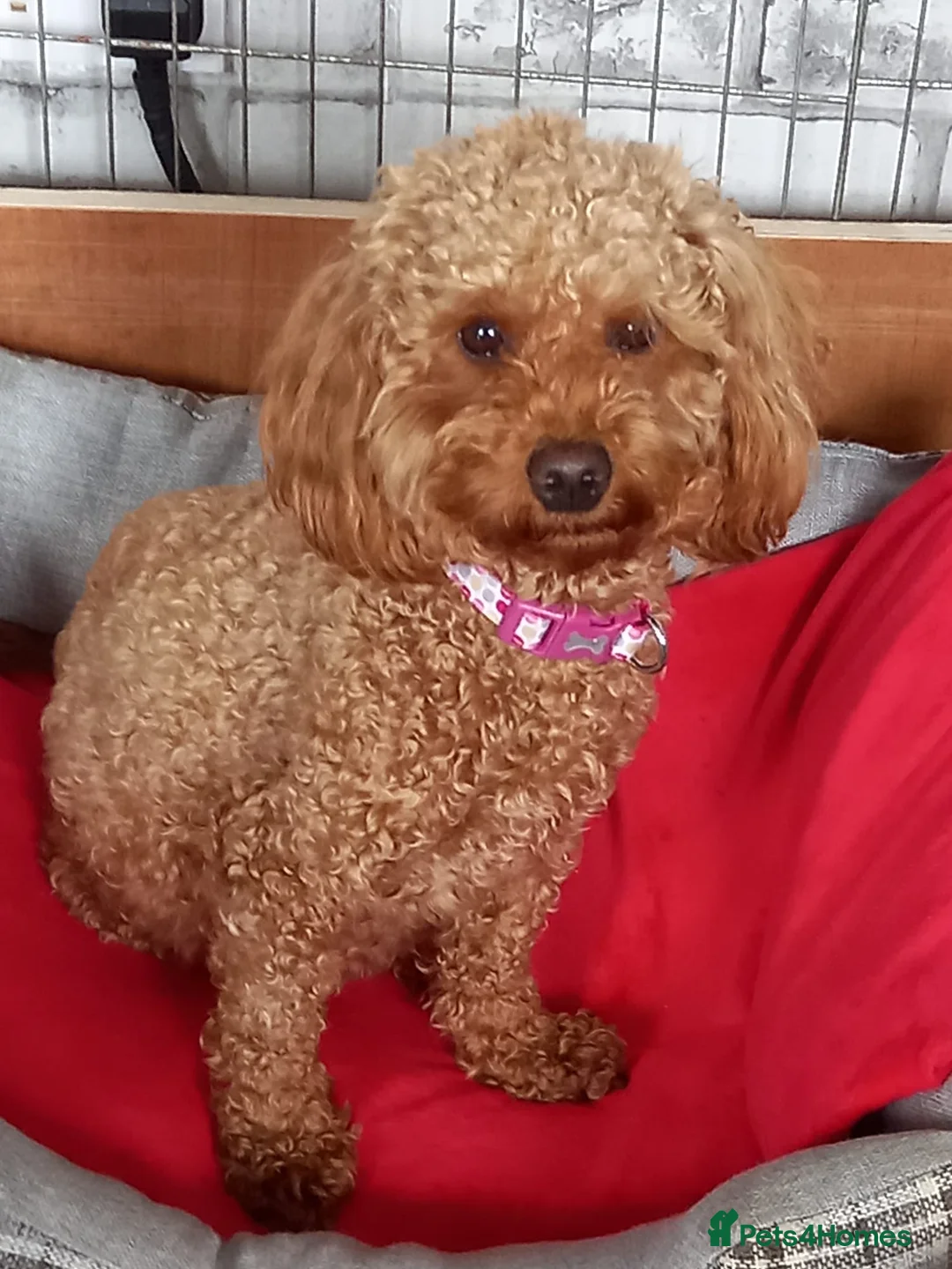 Maltipoo dogs for sale: 2 boys - Advert 12