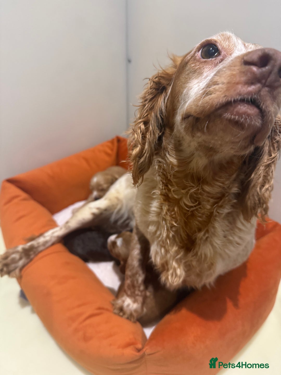 Cockapoo dogs for sale: F1 various mini cockapoos 30 dna health tested clr - Advert 11