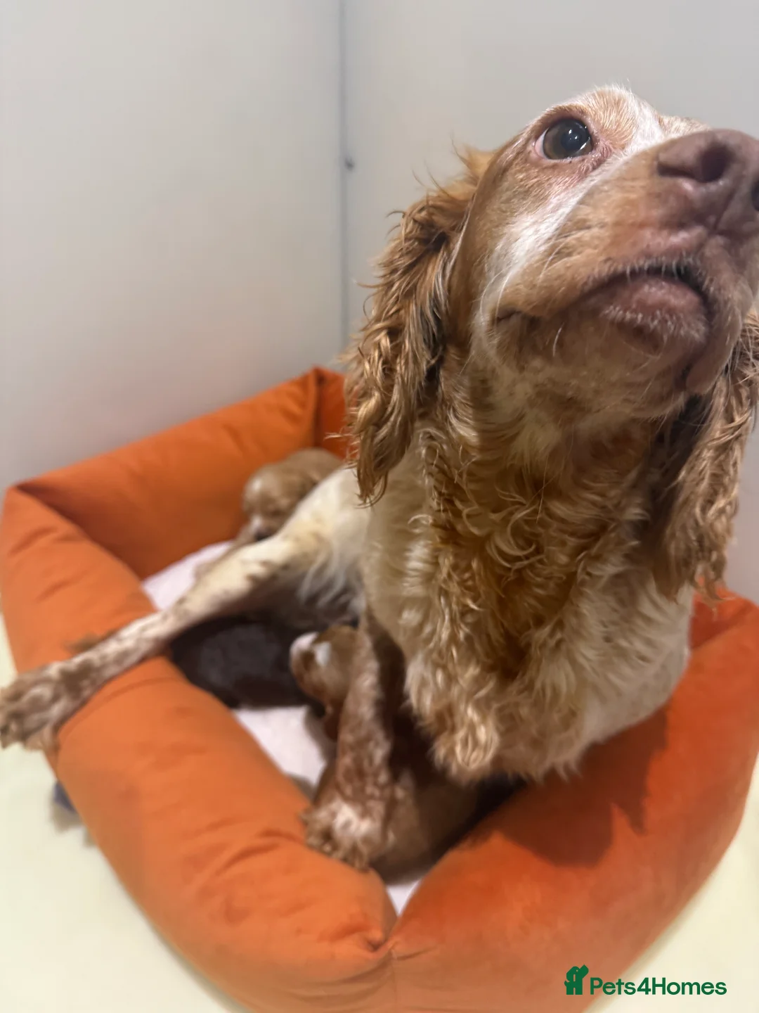 Cockapoo dogs for sale: F1 various mini cockapoos 30 dna health tested clr - Advert 7