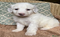 Double Doodle dogs for sale: Gorgeous Australian Double Doodle Pups - Image 14