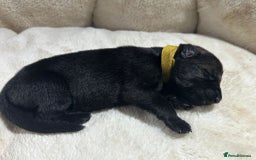 German Shepherd dogs for sale: German Shepherd's from DDR and Czech bloodlines.  - Image 14