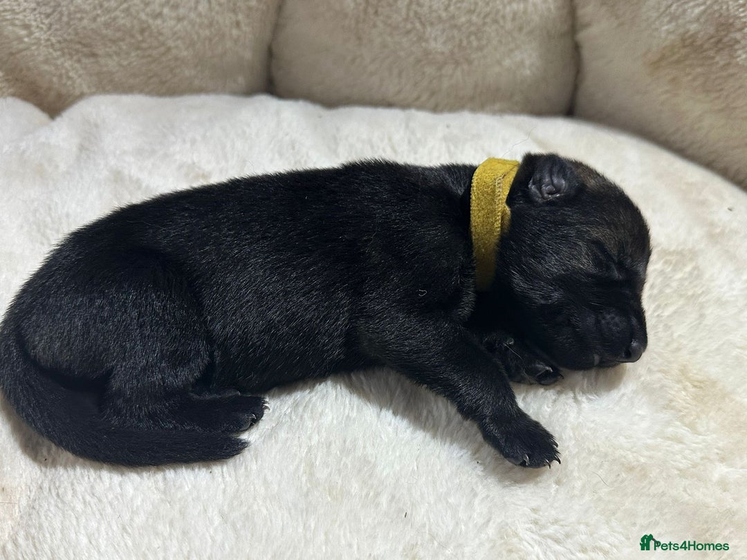 German Shepherd dogs for sale: German Shepherd's from DDR and Czech bloodlines.  - Image 14