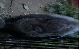 Mini Lop rabbits for sale: Rabbit PLEASE READ ALL DESCRIPTION  - Image 9