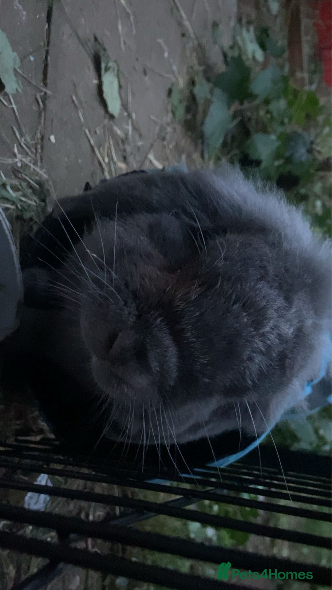 Mini Lop rabbits for sale: Rabbit PLEASE READ ALL DESCRIPTION  - Image 9