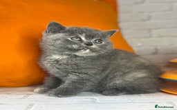 British Shorthair cats for sale: Beautiful British Shorthair Kittens – ReadyOctober - Image 5