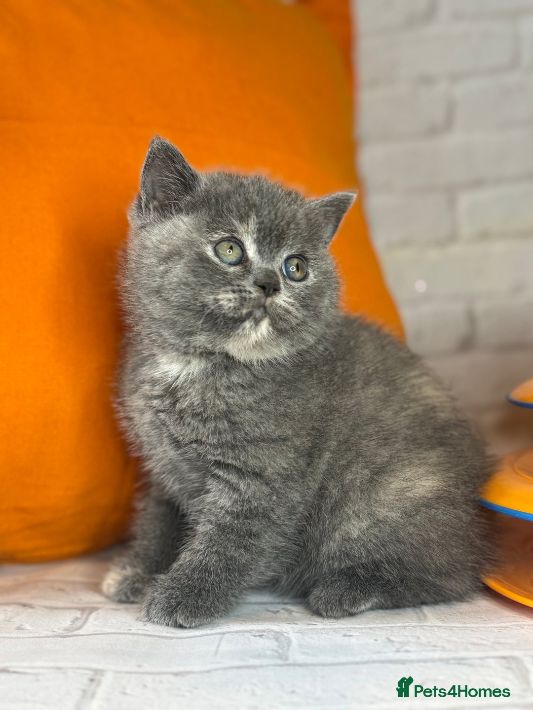 British Shorthair cats for sale: Beautiful British Shorthair Kittens – ReadyOctober - Image 5