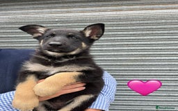 German Shepherd dogs for sale: 2 German Shepherd Bitches Ready Now - Image 3