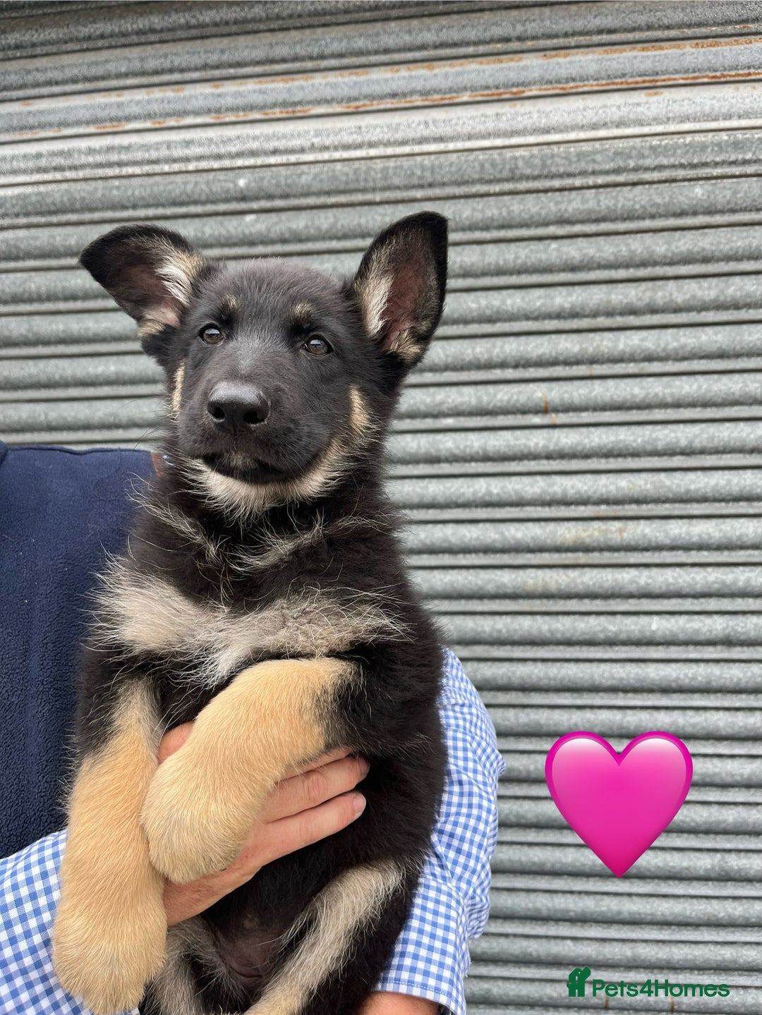 German Shepherd dogs for sale: 2 German Shepherd Bitches Ready Now - Image 3