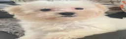 Maltese dogs for sale: Beautiful 7/8 Maltese Girl  - Advert 8