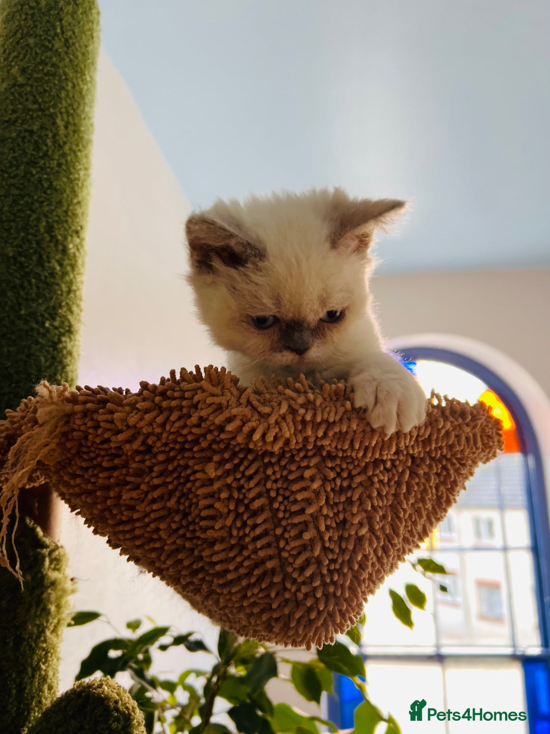 Selkirk Rex cats for sale: SELKIRK REX KITTENS  😻 - Advert 6