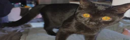 British Shorthair cats for sale: Two British shorthairs  - Advert 14