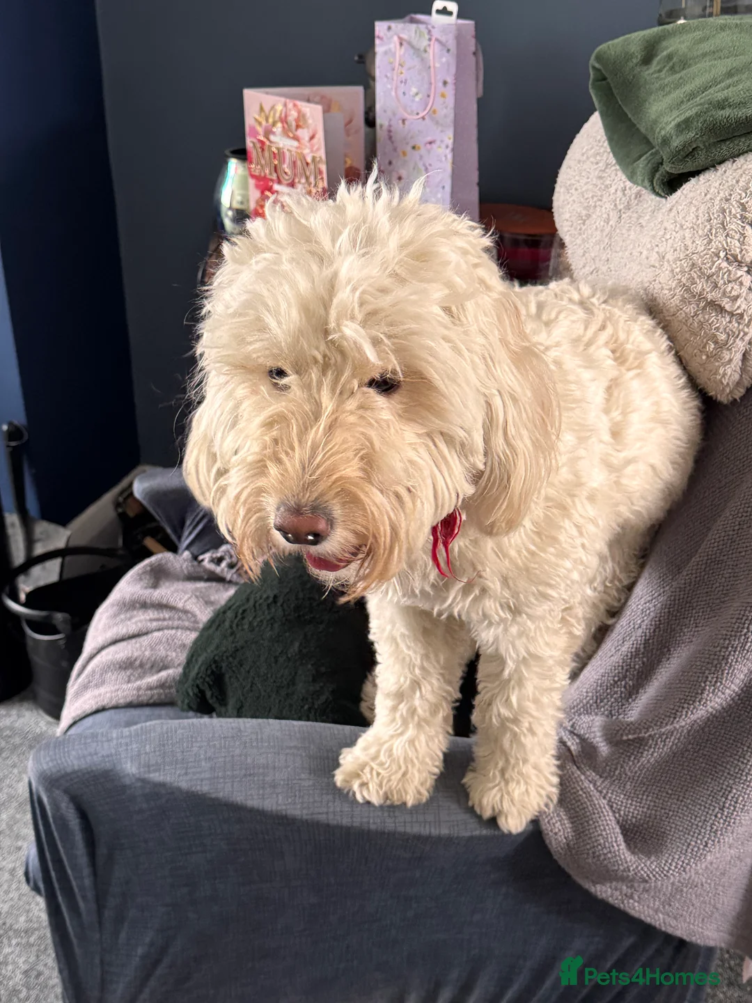 Labradoodle dogs for sale: Miniature F1b Labradoodle for rehoming  - Advert 3